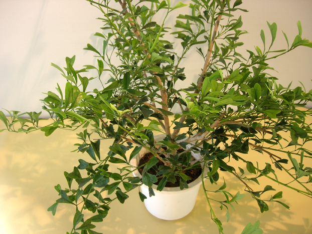 観葉植物のなかでも珍しいシェフレラ トライアンギュラリス M